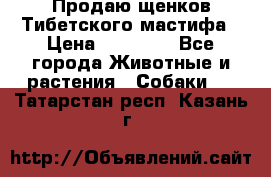 Продаю щенков Тибетского мастифа › Цена ­ 45 000 - Все города Животные и растения » Собаки   . Татарстан респ.,Казань г.